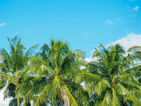 Landscape Of Coconut Tree On Sky Background Stock Image Image Of Blue