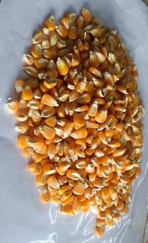 Natural Yellow Corn Maize Seed For Agriculture Packaging Type Loose