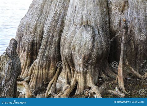 Large Cypress Trees In Florida Swamp Stock Image Image Of Wildlife