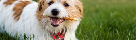 A Healthy Pet Has A Healthy Mouth – Harmony Veterinary Center