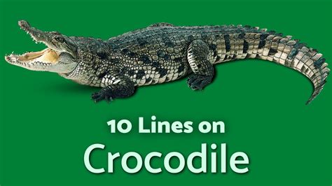 Crocodile 10 Lines On Crocodiles TeachMeYT YouTube