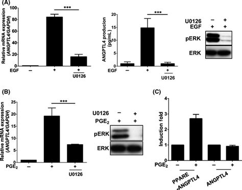 Epidermal Growth Factor Egf‐ And Prostaglandin E2 Pge2‐induced