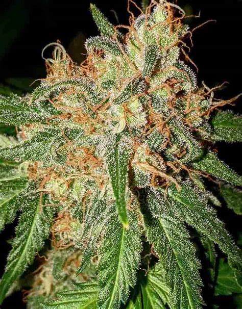 Divine OG Kush - Divine Seeds breeding company