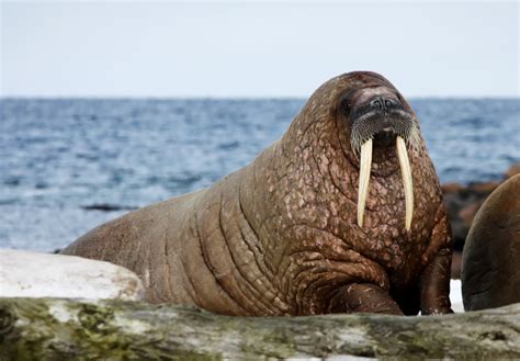 Dwindling Arctic Sea Ice Forces 10,000 Walruses Ashore - The National ...