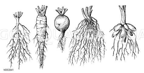 Wurzelformen Von Links Hauptwurzel Mit Seitenwurzeln Pfahlwurzel