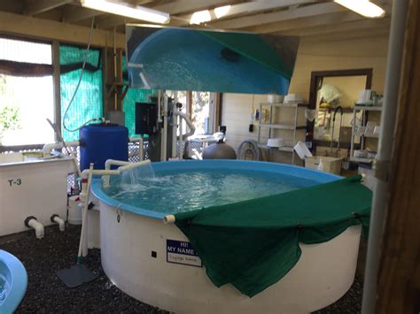 sea turtles - the woodland gardener