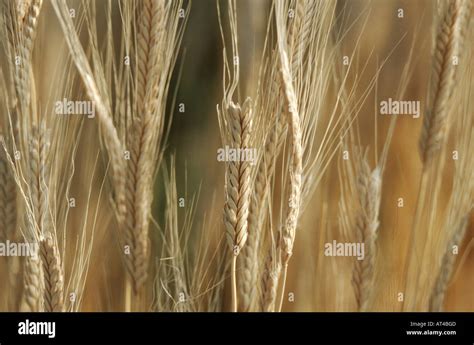 Eincorn Wheat Triticum Monococcum Ssp Monoccocum Spikes Stock Photo