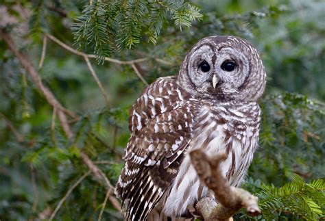 BARRED OWL Strix Varia Stillman Nature Center South Barrington IL