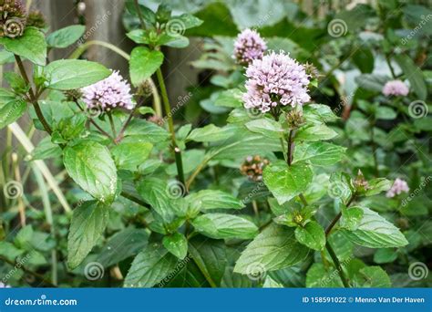 flowering peppermint mentha piperita plant   garden stock photo
