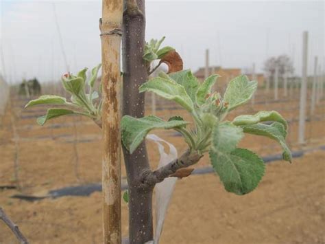 蘋果樹栽培技術｜蘋果樹根系生長的特點 每日頭條