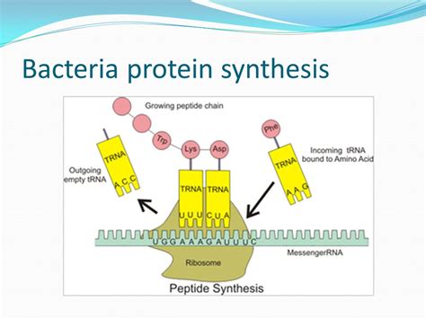 Dna Synthesis Inhibitor Antibiotics