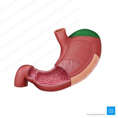 Fundus gastricus: anatomy and function | Kenhub