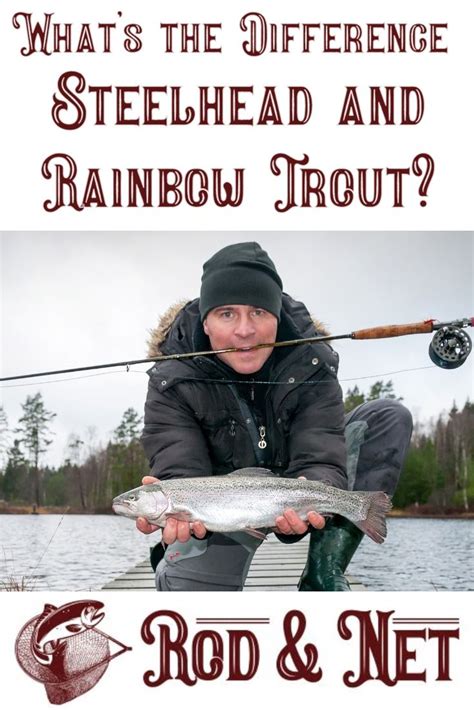 Whats The Difference Between Steelhead And Rainbow Trout In