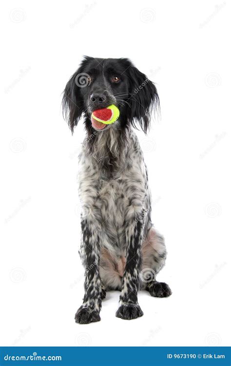 Munsterlander Hunting Dog Stock Photo Image Of Looks 9673190