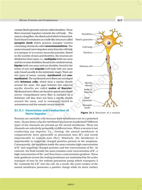 Neural Control And Coordination Ncert Book Of Class Biology