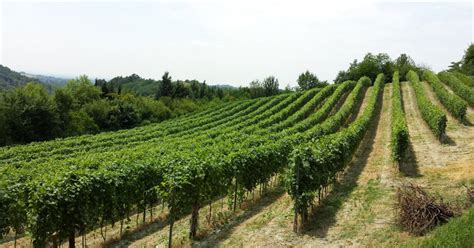 Da Napoli Tour Guidato Vesuvio Pompei E Degustazione Di Vini