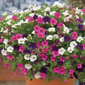 Hardy Petunia Autumn Leaves Pre Planted Troughs Garden Nurseries