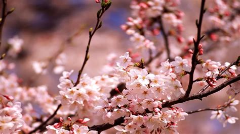 Cherry Blossom Wallpapers - Wallpaper Cave