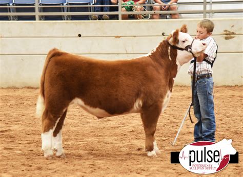 Show Steer Junior Nationals I British Cross The Pulse