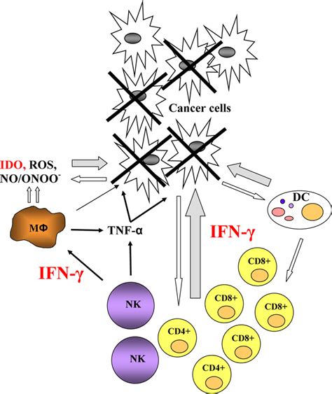 Immune Response Against Cancer Cells Once Tumor Antigen Carrying Download Scientific Diagram