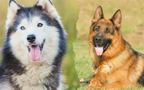 German Shepherd Malamute Mix (The Alaskan Shepherd Dog) - AllShepherd