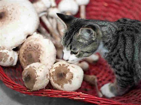 Mystery Solved Why The Cat Craves Mushrooms And People Do Too The