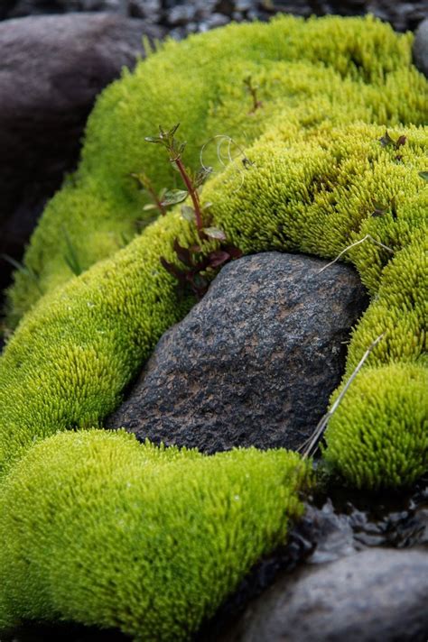 Icelandic Moss Photo By NORTHLANDSCAPES Jan Erik Waider