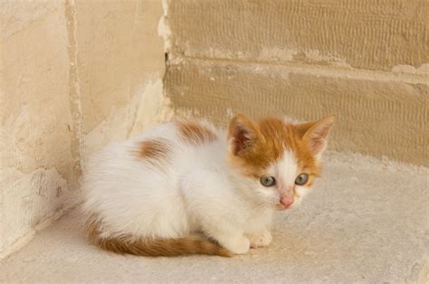 Kittens Egypt