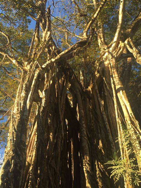 The Biggest Tree In Costa Rica The Strangler Fig Is Amazing And Brings