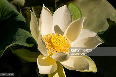 89 Lotus Bud Capital Stock Photos High Res Pictures And Images
