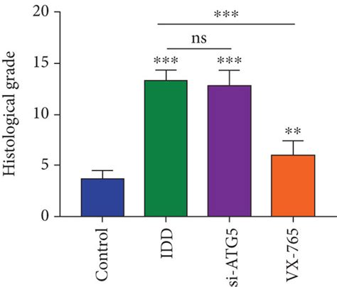 Administration Of VX 765 Ameliorated The Progression Of IDD In Vivo