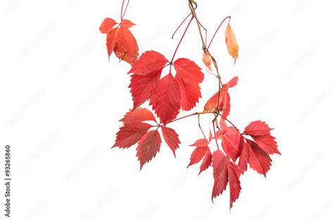 red autumn leaves Stock Photo | Adobe Stock