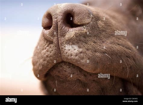 Close Up Of Chocolate Labrador Nose Stock Photo Alamy