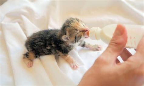 Kitten Feeding Guide - TVdoPeru