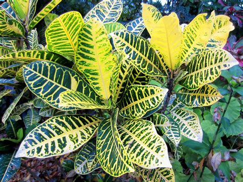 Croton Plant Varieties