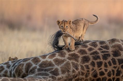 Las Mejores Fotos De Naturaleza De