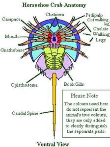 Chelicerata - General Characteristics