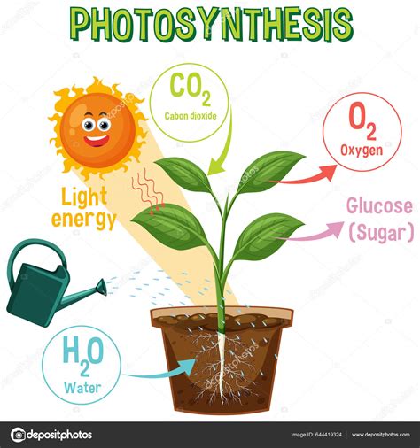 Diagram Photosynthesis Biology Life Science Education Illustration