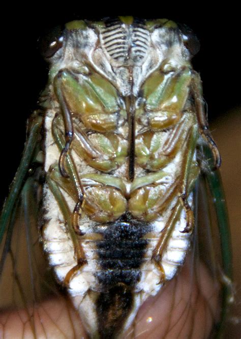 Late Summer Cicada A Naturalists Journal