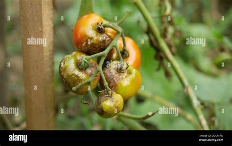 Moho de tomate podrido hongos granja agricultura bio rot orgánico