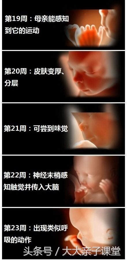 胎兒1—40周的影像圖：你們的寶寶現在在什麼階段了呢？ 每日頭條