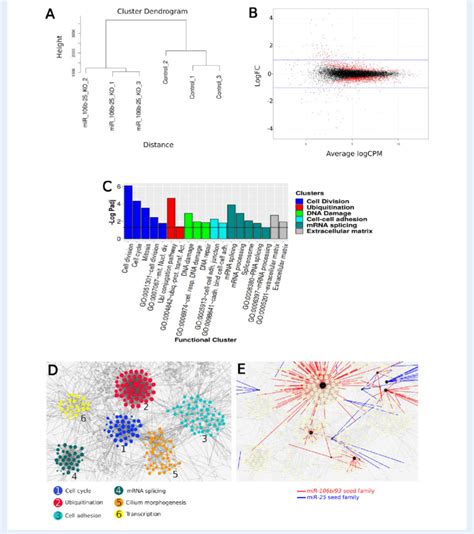 Bioinformatics Analysis Of Rna Seq Data From Mir B Ko And Control