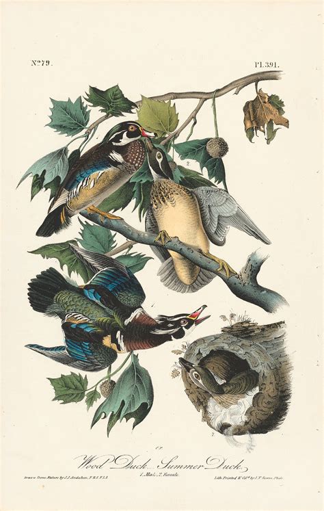 Audubon Octavo Pl 391 Wood Duck Summer Duck By Oppenheimer