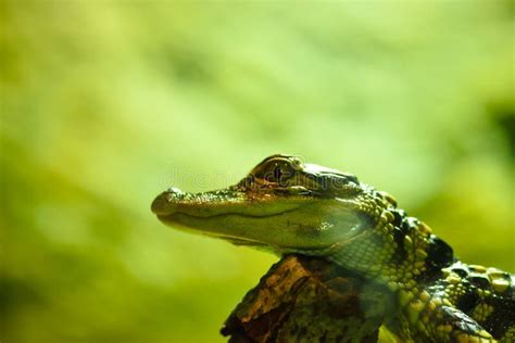 Alligator With Baby Alligator Stock Photo Image Of Alligator Nature