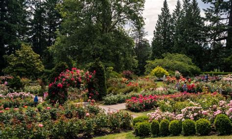 Rose Garden Amphitheater Portland Events | Fasci Garden