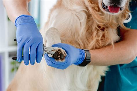 5 Nail-Saving Hacks To Make Your Dog Love Nail Trimming