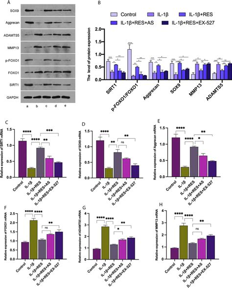 Res Attenuates Il Induced Chondrocyte Damage Via The Sirt Foxo