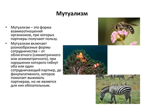 Мутуализм. Классификация форм мутуализма. Примеры. Классификация ...