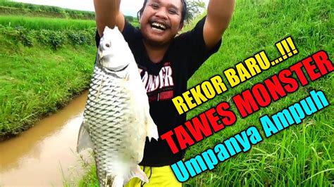 Pakai Umpan Ini Terbukti Ampuh Mancing Ikan Tawes Monster Liar Di