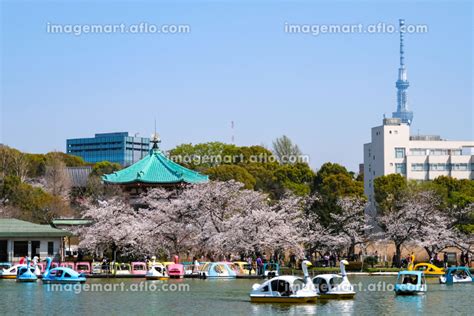 東京都台東区 春の上野公園 不忍池の桜とビル群の写真素材 204607233 イメージマート